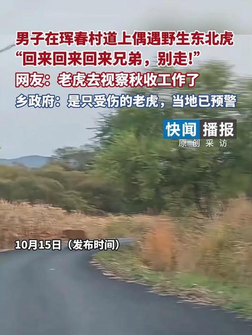 男子在村道上偶遇野生东北虎