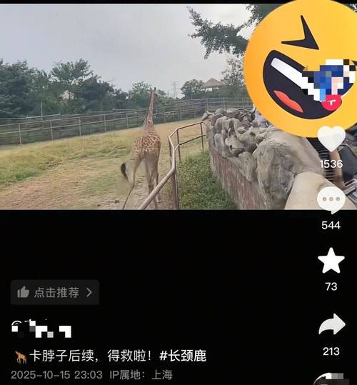 长劲鹿头被卡石堆里 脖子歪成90度