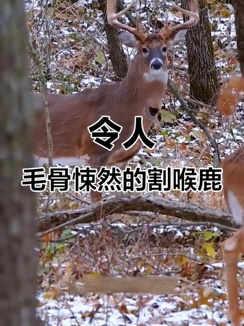 长劲鹿头被卡石堆里 脖子歪成90度