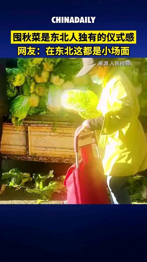 东北人囤秋菜名场面