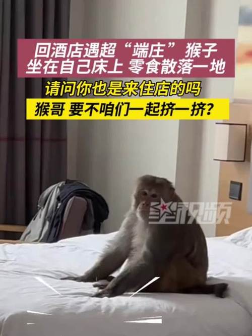 男子回酒店发现猴子端庄坐床上