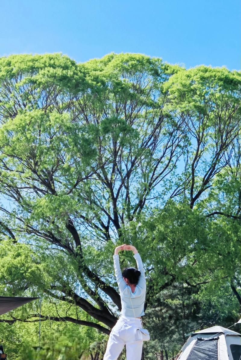 游客在朝阳公园大树上写诗