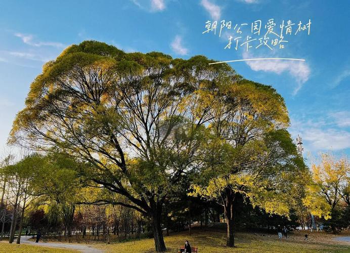 游客在朝阳公园大树上写诗
