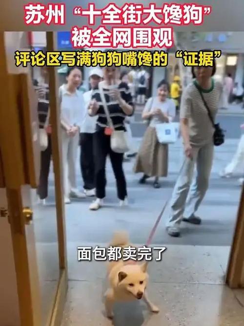苏州“十全街大馋狗”被全网围观