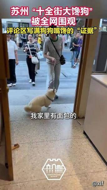 苏州“十全街大馋狗”被全网围观