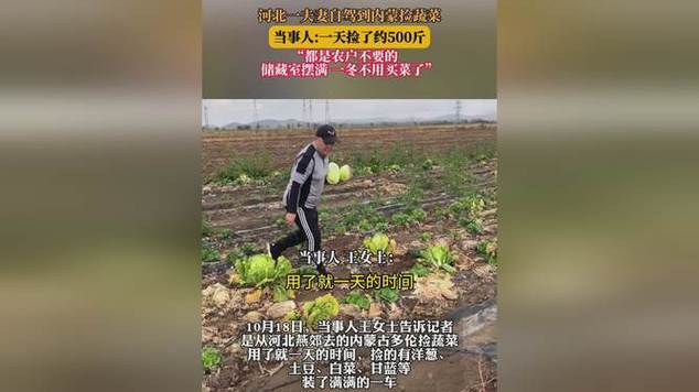 夫妻自驾到内蒙捡蔬菜:捡了约500斤