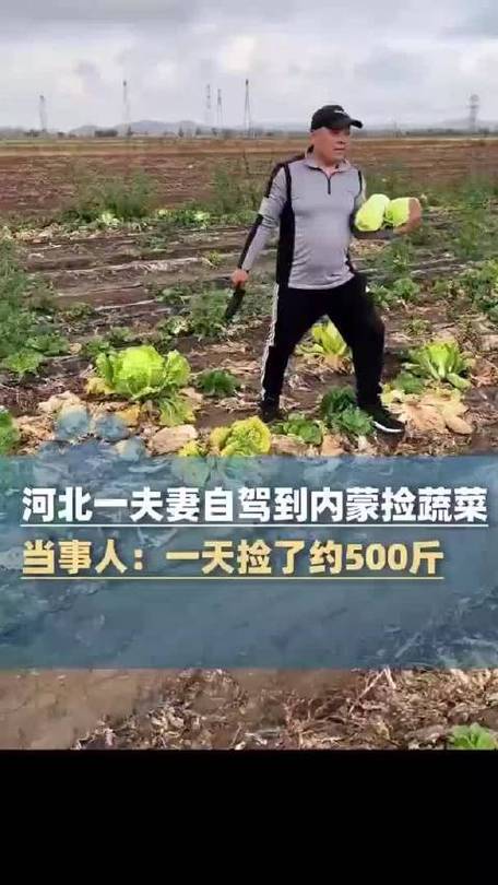 夫妻自驾到内蒙捡蔬菜:捡了约500斤