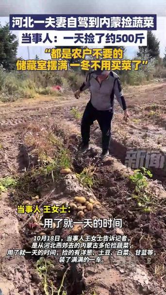 夫妻自驾到内蒙捡蔬菜:捡了约500斤