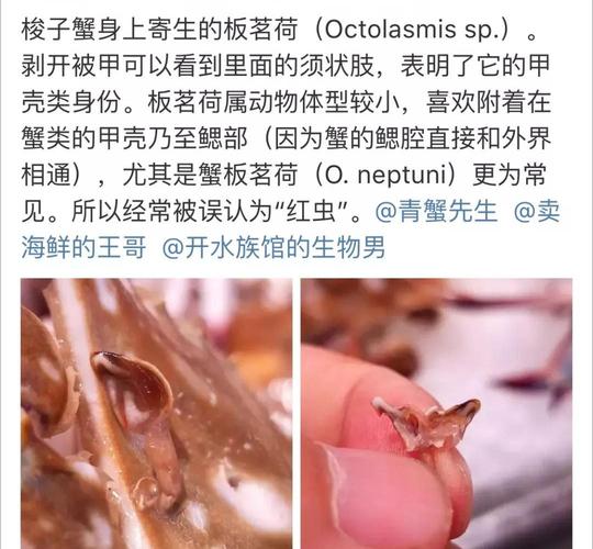 梭子蟹里都是寄生虫不能吃系谣言