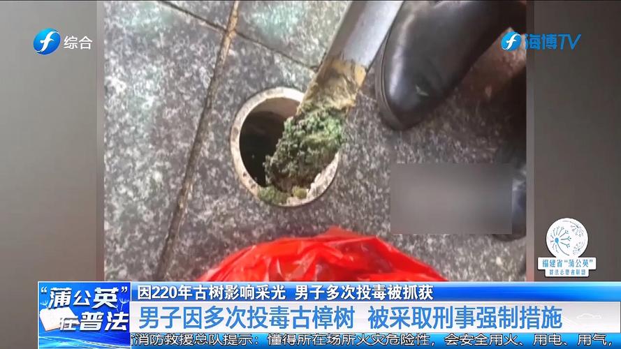 男子多次给220年古树投毒被控制