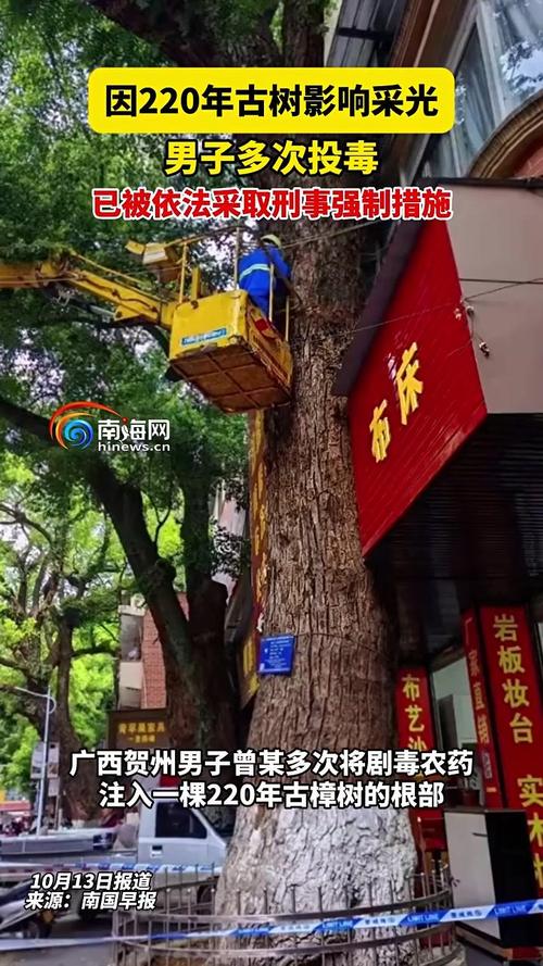 男子多次给220年古树投毒被控制