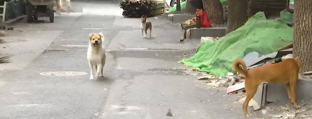 男子收养数十条流浪狗邻居苦不堪言