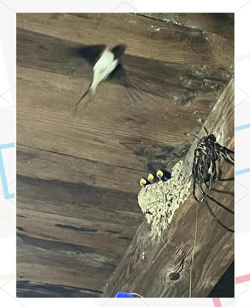 东北网友拍下燕子滞留未南飞