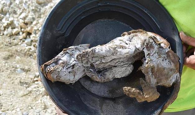 北极4万年古生物正在苏醒