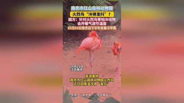 动物园回应火烈鸟冷得发抖