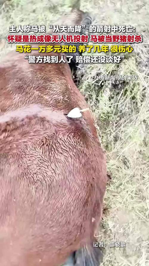主人称马被箭射死：怀疑是无人机投射