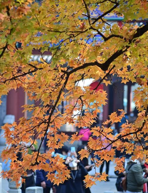 香山红叶延缓变色
