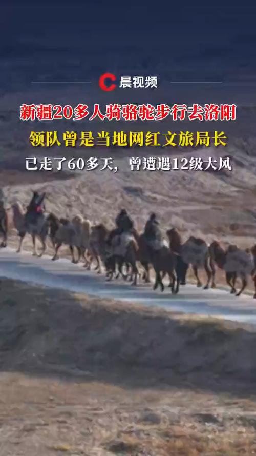 新疆20多人骑骆驼去洛阳 已走60多天