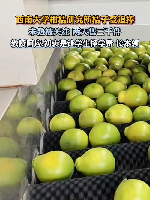 高校研究所卖柑桔 7天卖出25000斤