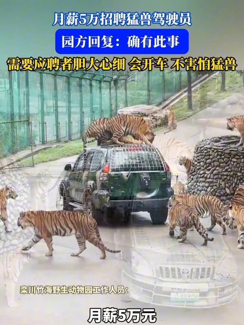 野生动物园月薪5万招聘猛兽区司机