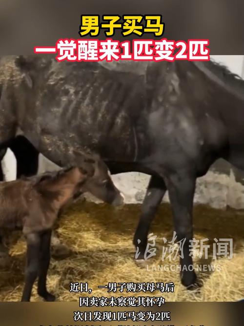 男子买马一觉醒来1匹变2匹