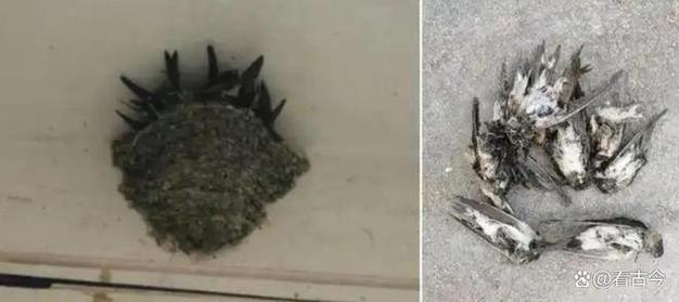 大量燕子滞留 它们为啥来不及南飞
