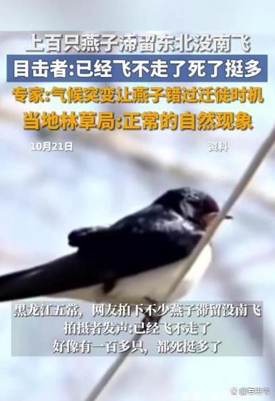 大量燕子滞留 它们为啥来不及南飞