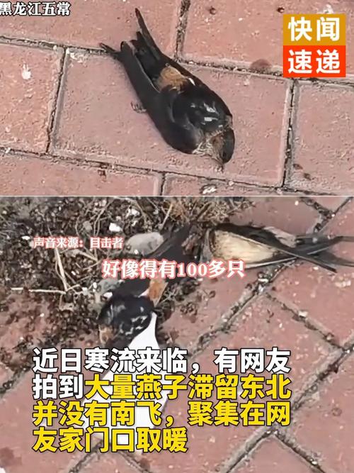 大量燕子滞留 它们为啥来不及南飞