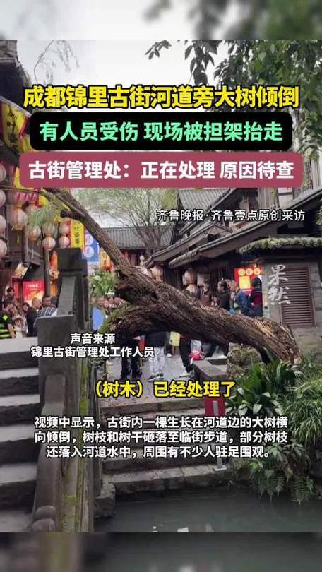 成都一景区古柳突倾倒 两游客被砸伤