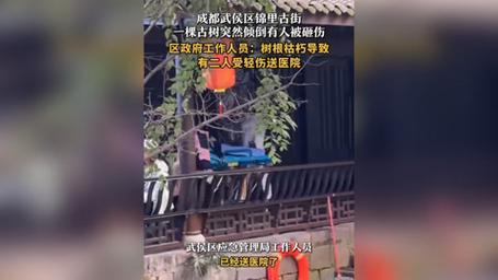 成都一景区古柳突倾倒 两游客被砸伤