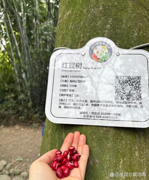公园捡的“红豆”千万不要吃