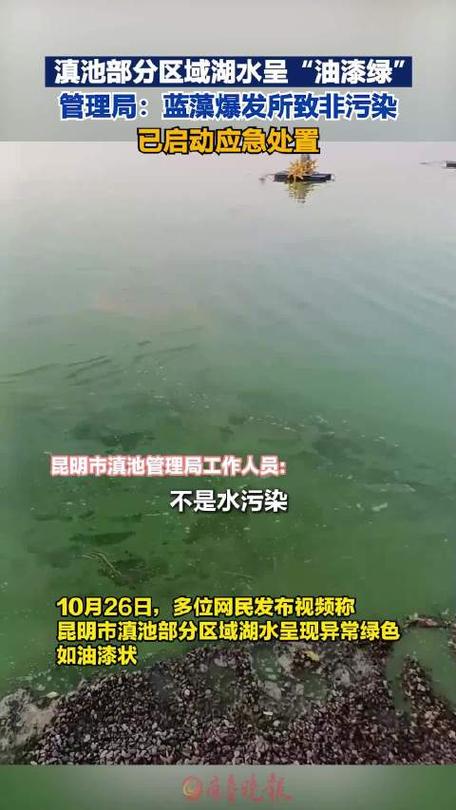 昆明滇池部分水域变绿 管理局回应