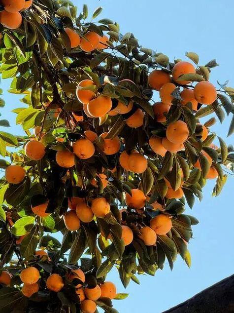 女子连吃好几个柿子致肠梗阻