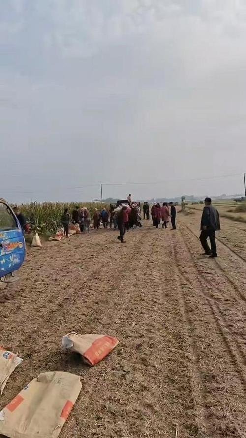 农民突发脑溢血 上百村民帮忙收玉米