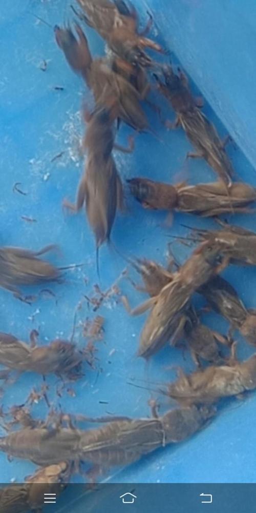 这群年轻人为什么老在田里数虫子？