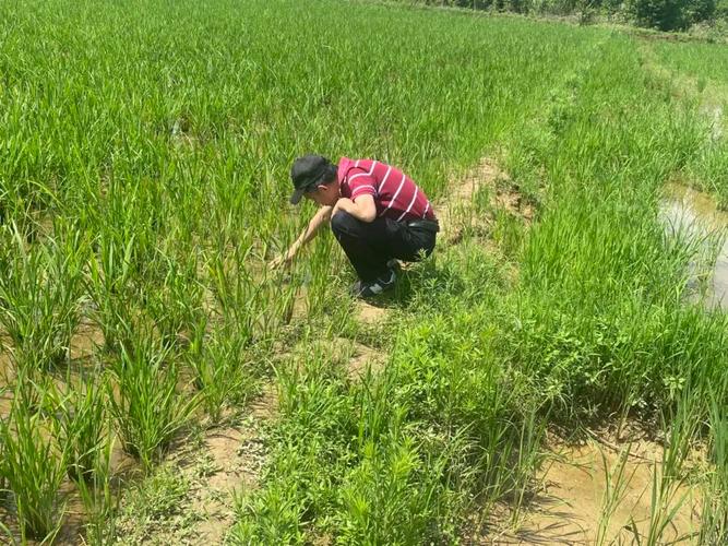 这群年轻人为什么老在田里数虫子？