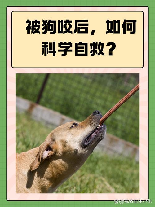 别让宠物救命血成流浪动物的索命符