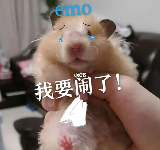 鼠鼠我啊要上天了