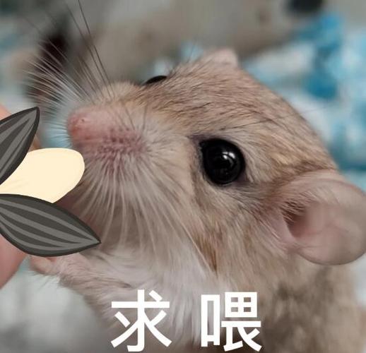 鼠鼠我啊要上天了