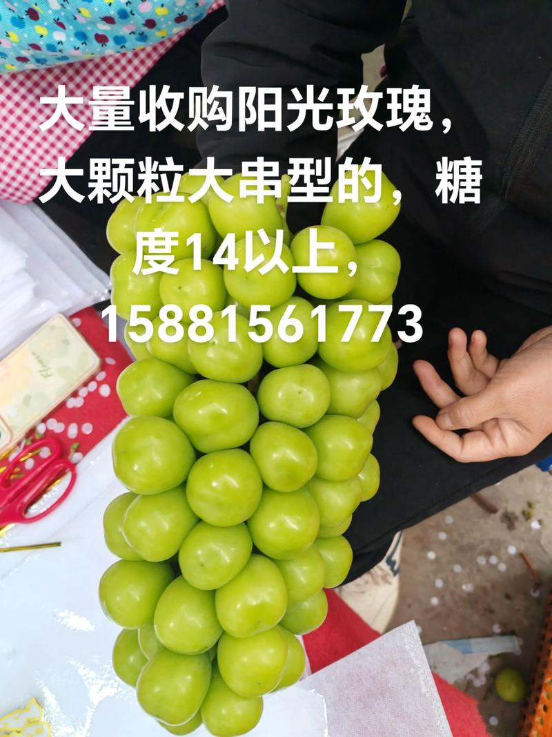 阳光玫瑰贴上这个标签后涨价数倍