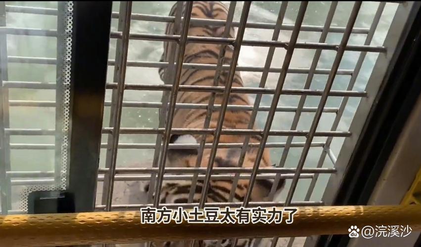 深山动物园请网友不要打钱了