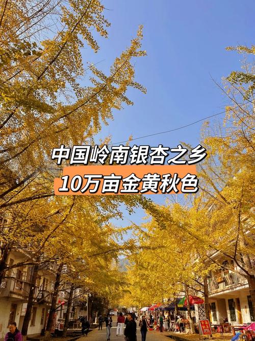 错过再等1年!全国银杏观赏地图来了