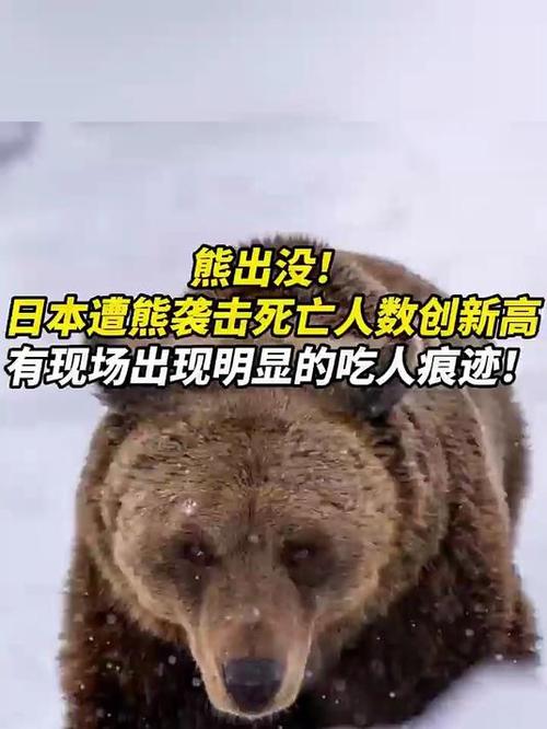 日本熊灾现场有明显吃人痕迹