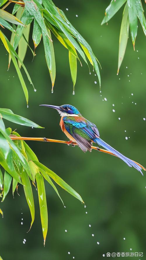 下雨天的时候鸟都在干什么？