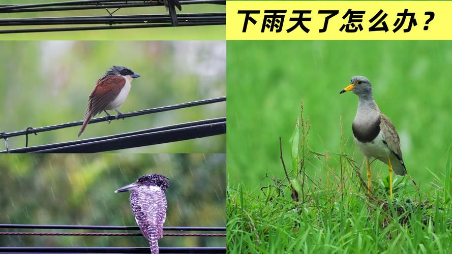 下雨天的时候鸟都在干什么？