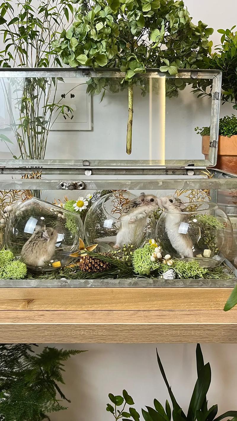 4只小鼠“入住”空间站状态良好