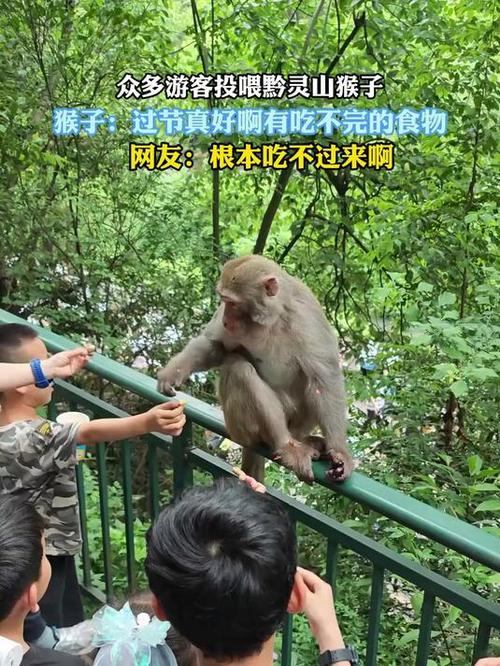 驴友投喂野猴被飞踹 差点摔下山坡