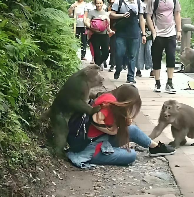 驴友投喂野猴被飞踹 差点摔下山坡