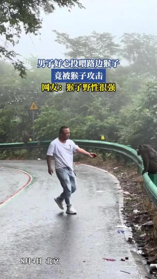 驴友投喂野猴被飞踹 差点摔下山坡