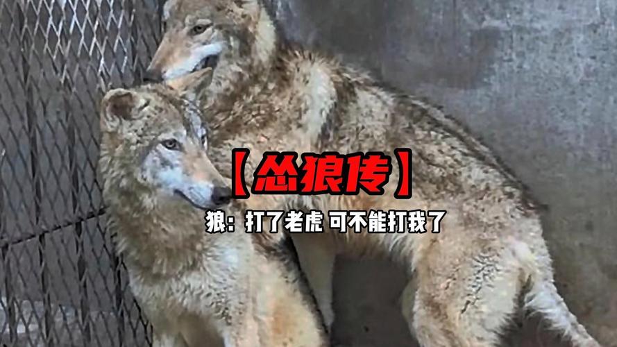 双鸭山尖山区回应“野狼出现”传闻